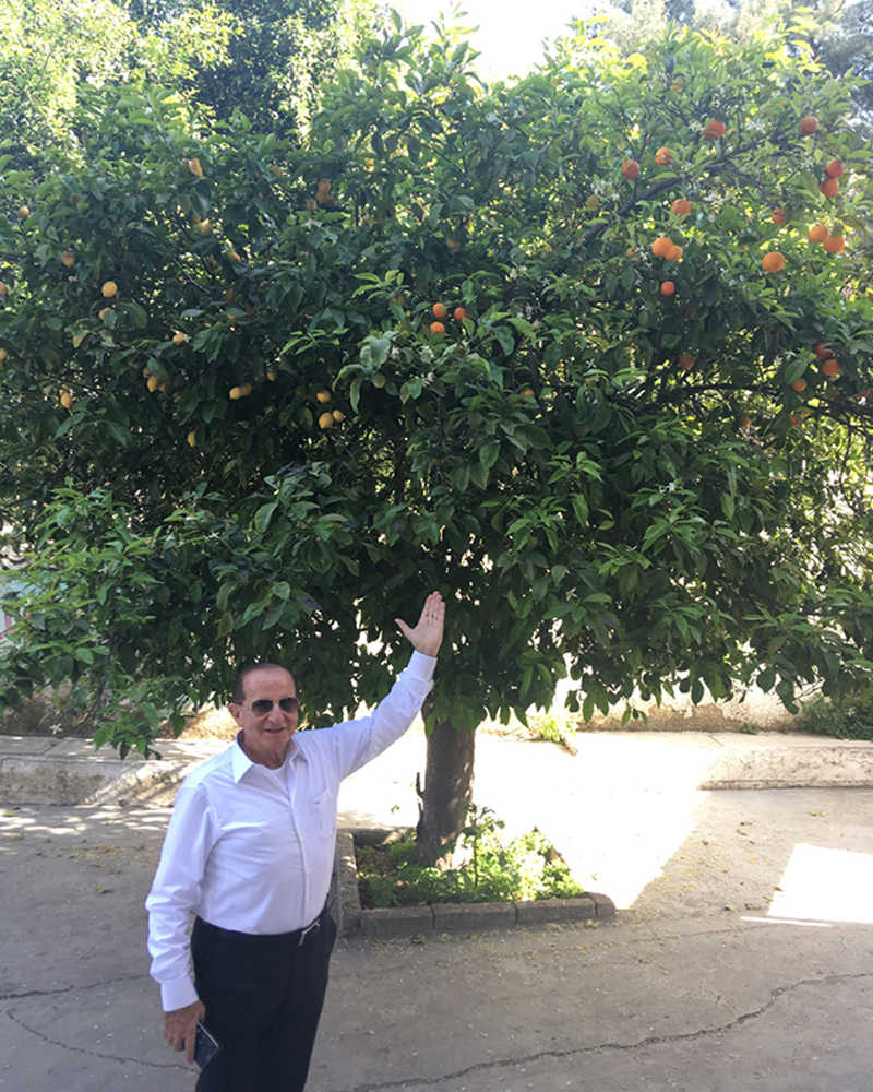 Lemon and Orange Tree at Fayek Anabtawi house